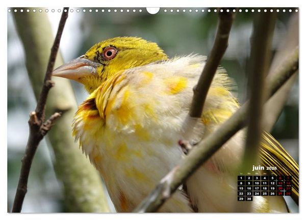 Produktbild: Oiseaux exotiques (Calendrier mural 2026 DIN A3 vertical), CALVENDO calendrier mensuel