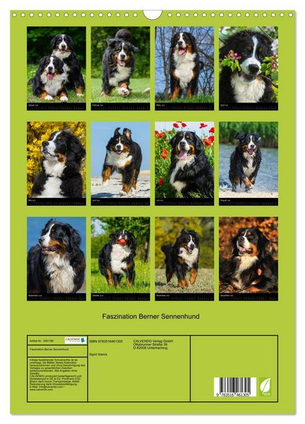 Produktbild: Faszination Berner Sennenhund (Wandkalender 2026 DIN A3 hoch), CALVENDO Monatskalender