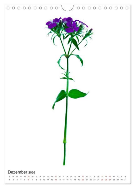 Produktbild: Blumen pur (Wandkalender 2026 DIN A4 hoch), CALVENDO Monatskalender