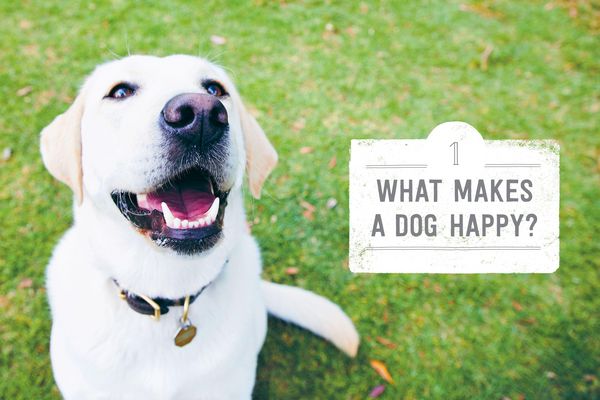 Produktbild: Making Dogs Happy