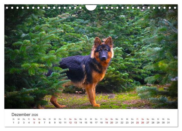 Produktbild: Sch&auml;ferhunde - Die gutm&uuml;tigen Wegbegleiter. (Wandkalender 2026 DIN A4 quer), CALVENDO Monatskalender