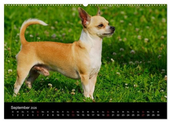 Produktbild: Chihuahua - Kleine Hunde ganz gro&szlig; (Wandkalender 2026 DIN A2 quer), CALVENDO Monatskalender