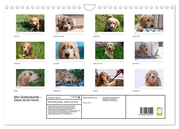 Produktbild: Mini Goldendoodle - Gl&uuml;ck ist ein Hund (Wandkalender 2026 DIN A4 quer), CALVENDO Monatskalender
