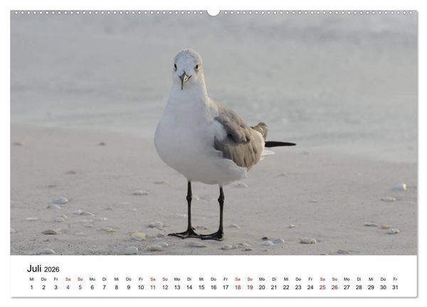 Produktbild: M&ouml;wen am Meer (hochwertiger Premium Wandkalender 2026 DIN A2 quer), Kunstdruck in Hochglanz