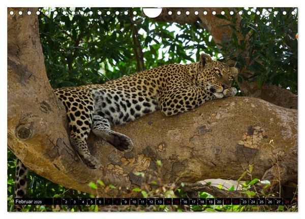 Produktbild: Tansania - Tierwanderung in der Serengeti (Wandkalender 2026 DIN A4 quer), CALVENDO Monatskalender