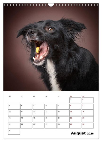 Produktbild: Fang das Leckerli (Wandkalender 2026 DIN A3 hoch), CALVENDO Monatskalender
