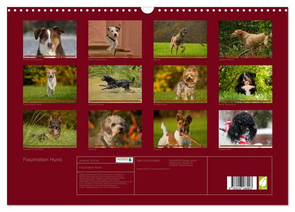 Produktbild: Faszination Hund (Wandkalender 2026 DIN A3 quer), CALVENDO Monatskalender