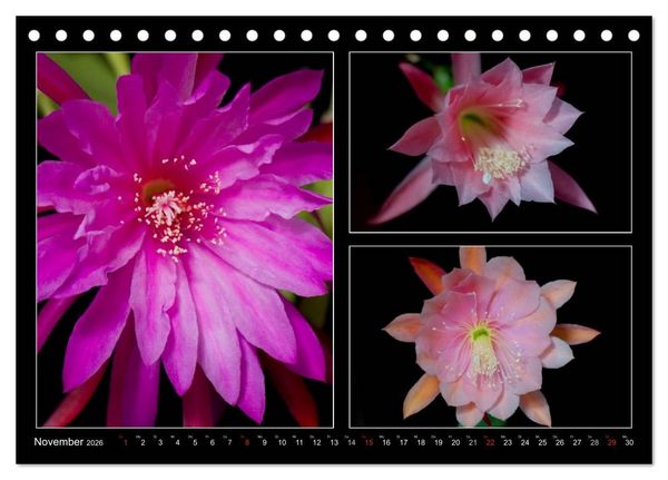 Produktbild: Epiphyllum-Hybriden (Tischkalender 2026 DIN A5 quer), CALVENDO Monatskalender