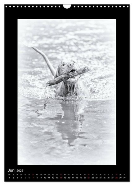 Produktbild: Vizsla-Liebe (Wandkalender 2026 DIN A3 hoch), CALVENDO Monatskalender