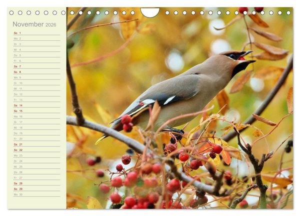 Produktbild: Wiedehopf und Co - von Ren&eacute; Schaack (Wandkalender 2026 DIN A4 quer), CALVENDO Monatskalender