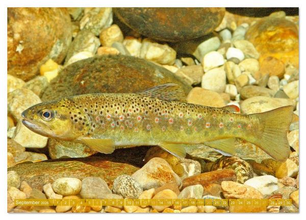 Produktbild: Heimische Fische: Karpfen, Forelle, Hecht (Tischkalender 2026 DIN A5 quer), CALVENDO Monatskalender