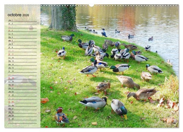 Produktbild: La vie paisible des canards (Calendrier mural 2026 DIN A2 vertical), CALVENDO calendrier mensuel