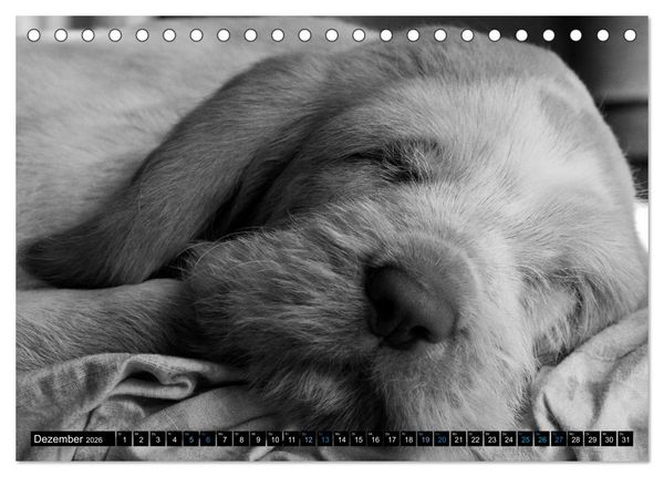 Produktbild: Carissimo Spinone Italiano (Tischkalender 2026 DIN A5 quer), CALVENDO Monatskalender