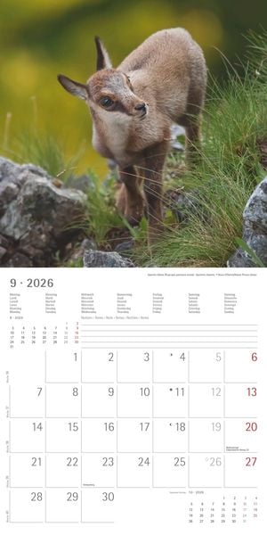 Produktbild: Tierbabys 2026 - Broschürenkalender 30x30 cm (30x60 geöffnet) - Kalender mit Platz für Notizen - Baby Animals - Bildkalender - Wandplaner - Alpha Edit