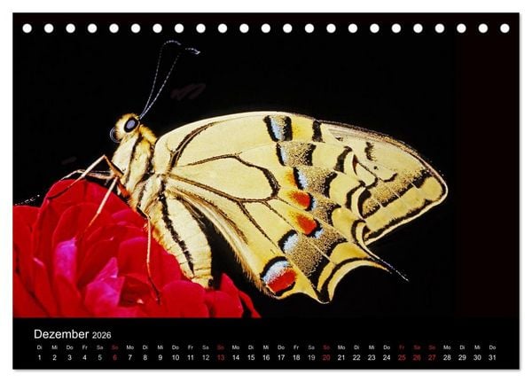 Produktbild: Schmetterlinge (Tischkalender 2026 DIN A5 quer), CALVENDO Monatskalender