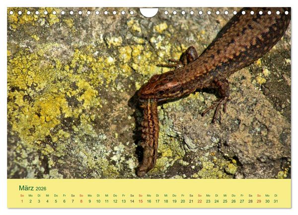 Produktbild: Flinke Eidechsen (Wandkalender 2026 DIN A4 quer), CALVENDO Monatskalender