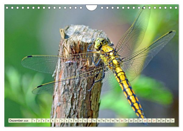 Produktbild: Farbenpracht der Insekten (Wandkalender 2026 DIN A4 quer), CALVENDO Monatskalender