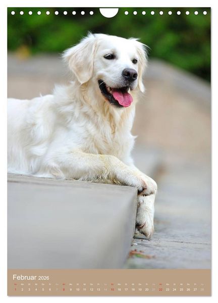 Produktbild: Golden Retriever (Wandkalender 2026 DIN A4 hoch), CALVENDO Monatskalender