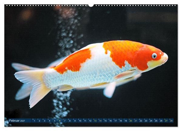 Produktbild: Koi: Juwelen im Teich (hochwertiger Premium Wandkalender 2027 DIN A2 quer), Kunstdruck in Hochglanz