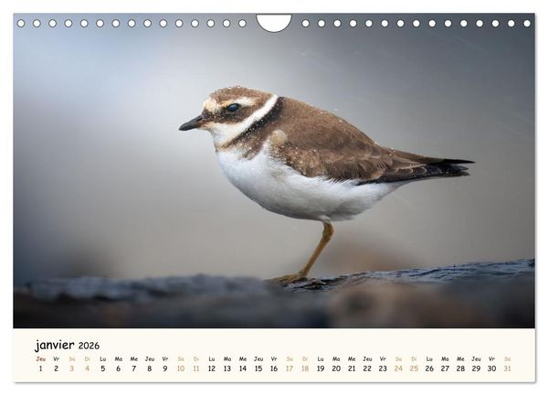 Produktbild: Chuchotements d'ailes - Une ann&eacute;e dans l'intimit&eacute; des oiseaux (Calendrier mural 2026 DIN A4 vertical), CALVENDO calendrier mensuel