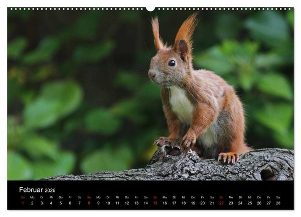 Produktbild: Artist im Garten. Das Eichh&ouml;rnchen (hochwertiger Premium Wandkalender 2026 DIN A2 quer), Kunstdruck in Hochglanz