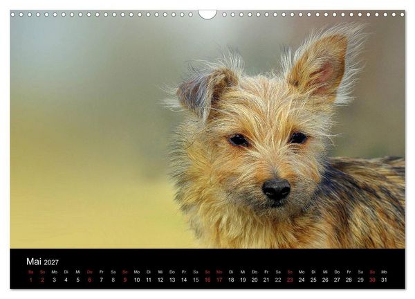 Produktbild: Katzen & Hunde (Wandkalender 2027 DIN A3 quer), CALVENDO Monatskalender