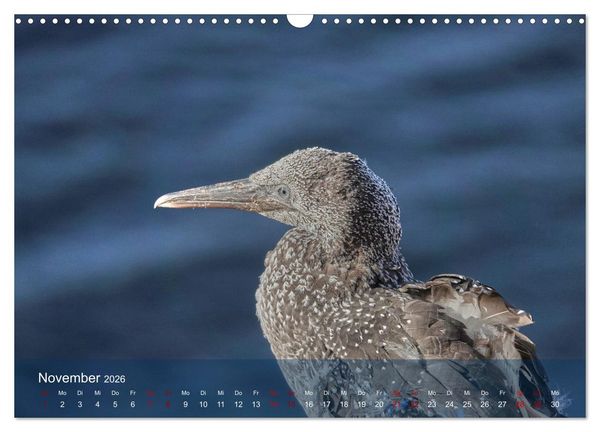 Produktbild: V&ouml;gel an Deutschlands K&uuml;sten (Wandkalender 2026 DIN A3 quer), CALVENDO Monatskalender