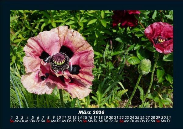 Produktbild: Pflanzen und Bl&uuml;ten 2026 Fotokalender DIN A5