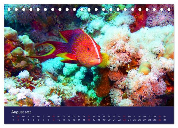 Produktbild: Wunderwelt Korallenriffe (Tischkalender 2026 DIN A5 quer), CALVENDO Monatskalender