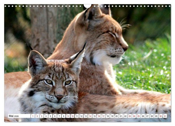 Produktbild: Familie Luchs - Die J&auml;ger mit dem Pinselohr (Wandkalender 2026 DIN A3 quer), CALVENDO Monatskalender
