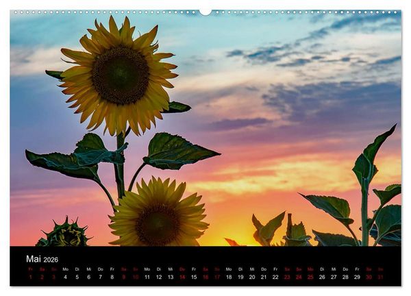 Produktbild: Blumen der Sonne (Wandkalender 2026 DIN A2 quer), CALVENDO Monatskalender