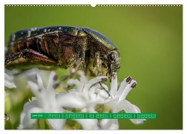 Produktbild: La vie de nos prairie, les ombellif&egrave;res (Calendrier mural 2026 DIN A2 vertical) calendrier de bureau