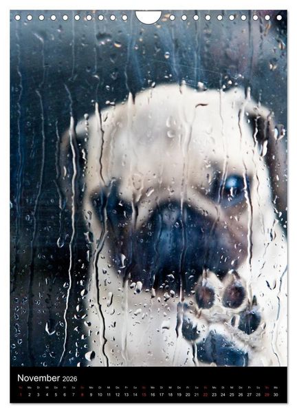 Produktbild: Das Mops-Jahr 2026 (Wandkalender 2026 DIN A4 hoch), CALVENDO Monatskalender