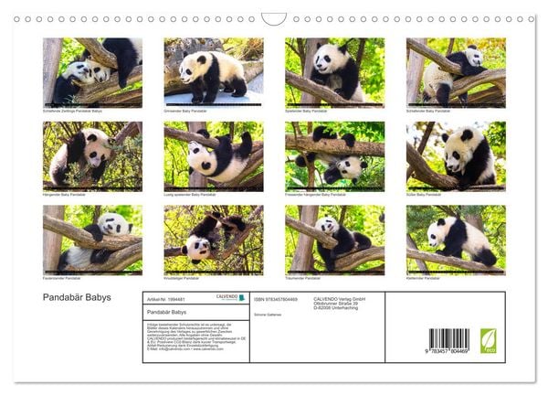 Produktbild: Pandab&auml;r Babys (Wandkalender 2026 DIN A3 quer), CALVENDO Monatskalender