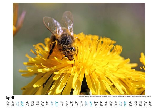 Produktbild: Bienen sammeln Bl&uuml;tenstaub