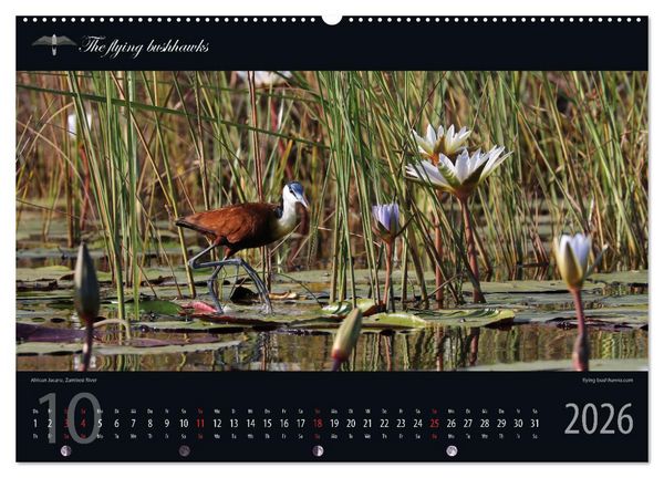Produktbild: Botswana Blickwinkel 2026 (hochwertiger Premium Wandkalender 2026 DIN A2 quer), Kunstdruck in Hochglanz