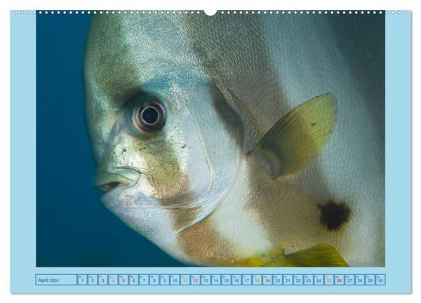 Produktbild: Portrait: Meeresfische (Wandkalender 2026 DIN A2 quer), CALVENDO Monatskalender
