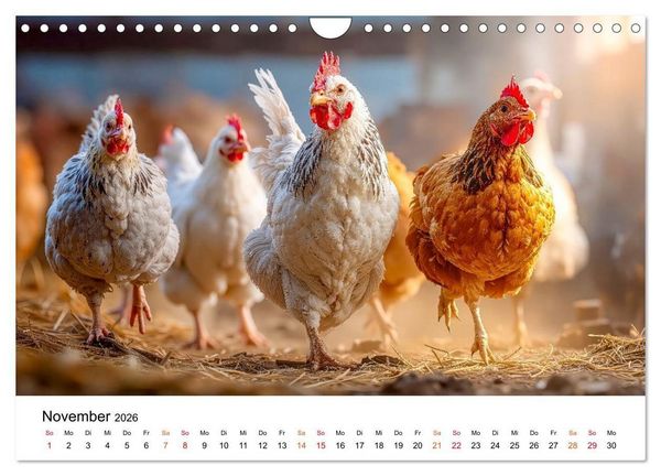 Produktbild: H&uuml;hner - gefiedert durchs Jahr (Wandkalender 2026 DIN A4 quer), CALVENDO Monatskalender