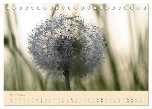 Produktbild: Unscheinbare Sch&ouml;nheit - Pusteblume (Tischkalender 2026 DIN A5 quer), CALVENDO Monatskalender