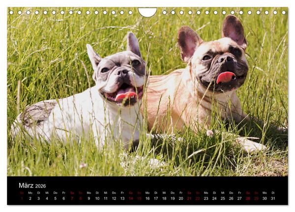 Produktbild: Franz&ouml;sische Bulldoggen - Schutzengel auf 4 Pfoten (Wandkalender 2026 DIN A4 quer), CALVENDO Monatskalender