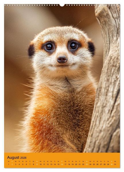 Produktbild: Die Erdm&auml;nnchen Familie - Kalender der niedlichen Tiere (Wandkalender 2026 DIN A2 hoch), CALVENDO Monatskalender