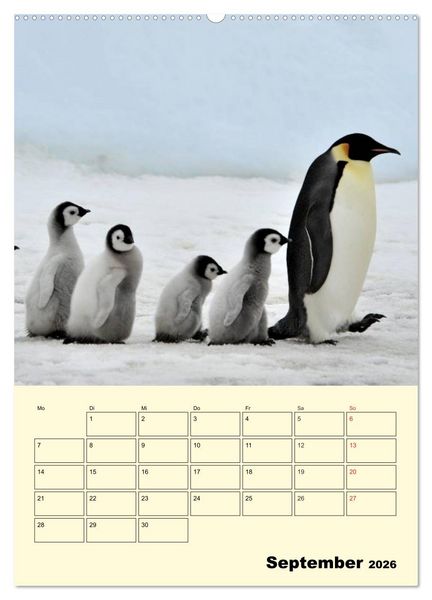Produktbild: Pinguine. Wackeln im Thermo-Frack (hochwertiger Premium Wandkalender 2026 DIN A2 hoch), Kunstdruck in Hochglanz