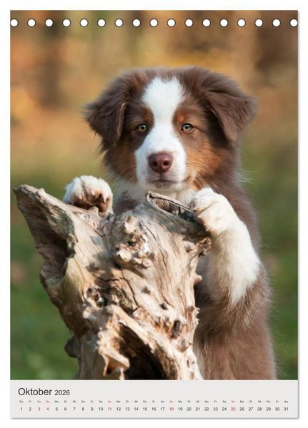 Produktbild: Hundewelpen (Tischkalender 2026 DIN A5 hoch), CALVENDO Monatskalender