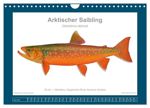 Produktbild: Fisch als Kunst 2026: Amerikanische Saiblinge (Wandkalender 2026 DIN A4 quer), CALVENDO Monatskalender