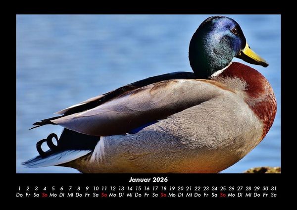 Produktbild: Enten 2026 Fotokalender DIN A3