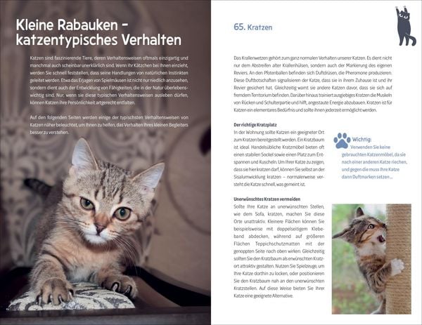 Produktbild: 101 Dinge, die man wissen muss, wenn ein Katzenbaby einzieht