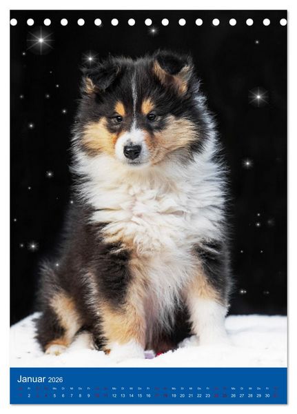Produktbild: Traumhund Collie - Gl&uuml;ck auf vier Pfoten (Tischkalender 2026 DIN A5 hoch), CALVENDO Monatskalender