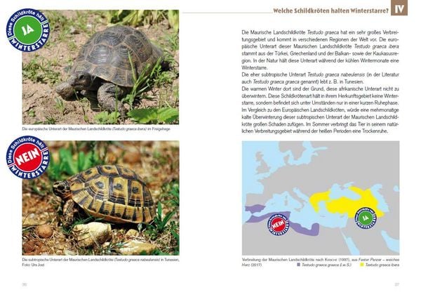 Produktbild: Winterstarre bei Europ&auml;ischen Landschildkr&ouml;ten
