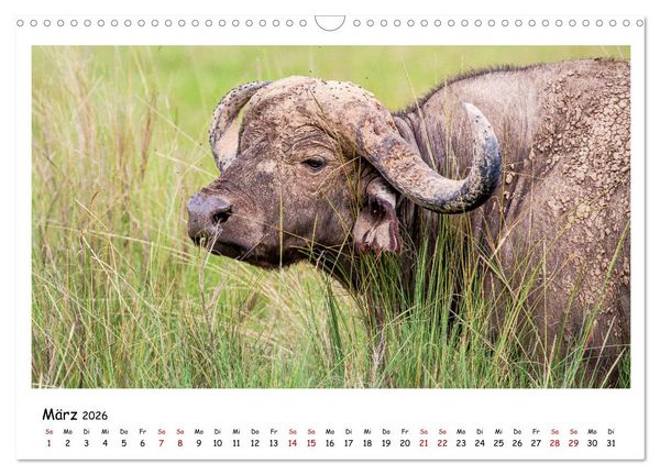 Produktbild: Tierparadies Kenia (Wandkalender 2026 DIN A3 quer), CALVENDO Monatskalender