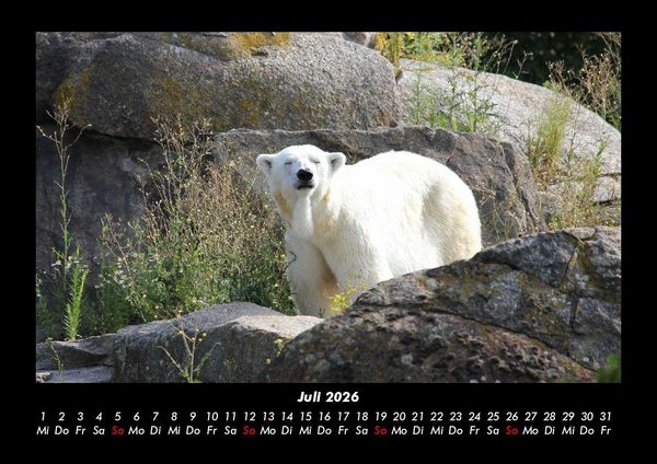Produktbild: Pinguine & Eisb&auml;ren 2026 Fotokalender DIN A3